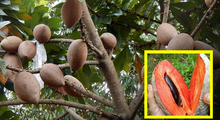 Mamey Sapote Buah Eksotis dari Karibia dengan Segudang Manfaat