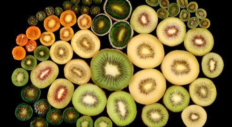 Buah-buahan yang Tumbuh di Tempat Terpencil Keindahan Alam yang Belum Tersentuh