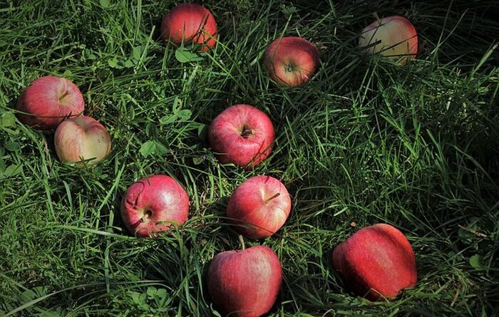 Buah dalam Legenda Kisah dan Simbolisme di Berbagai Budaya